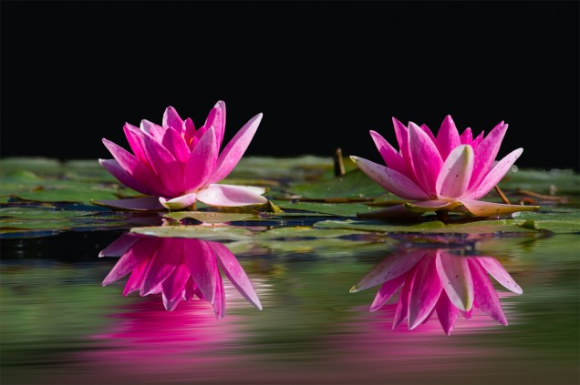 water-lilies-481984_1920