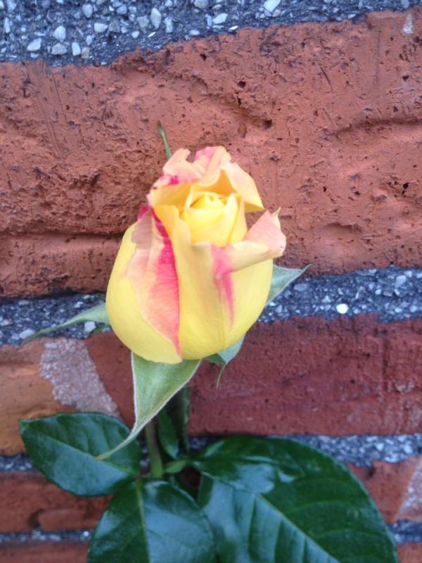 gk-4-oktober-16-blommar-rosorna-i-tradgarden